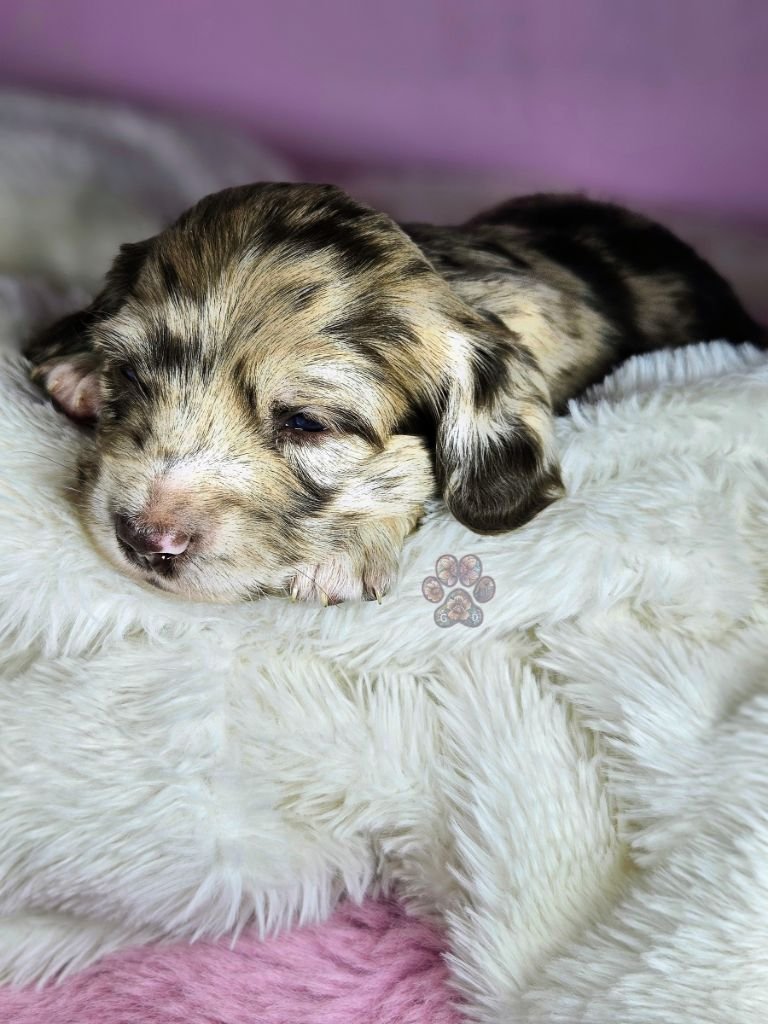 mini dapple dachshund puppy for sale