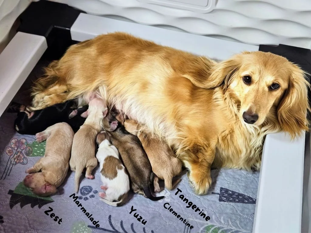 mini dachshund puppies for sale in Oregon