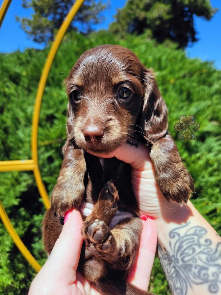chocolate and cream mini dachshund puppy for sale