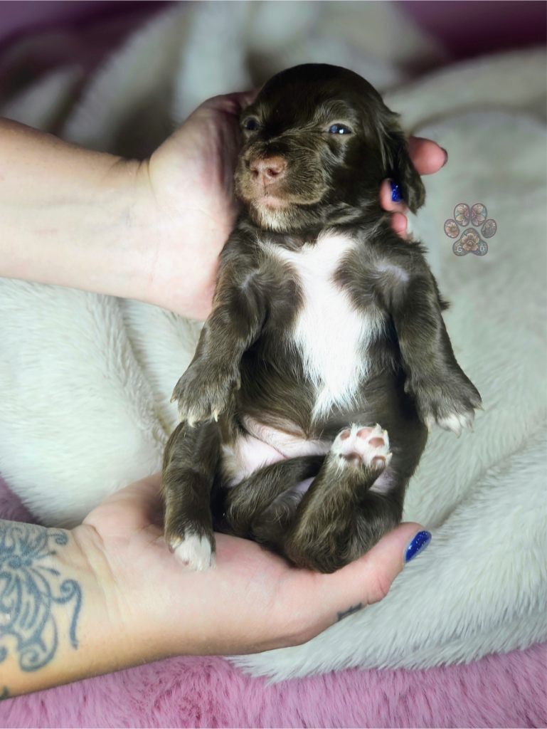 chocolate mini dachshund puppy