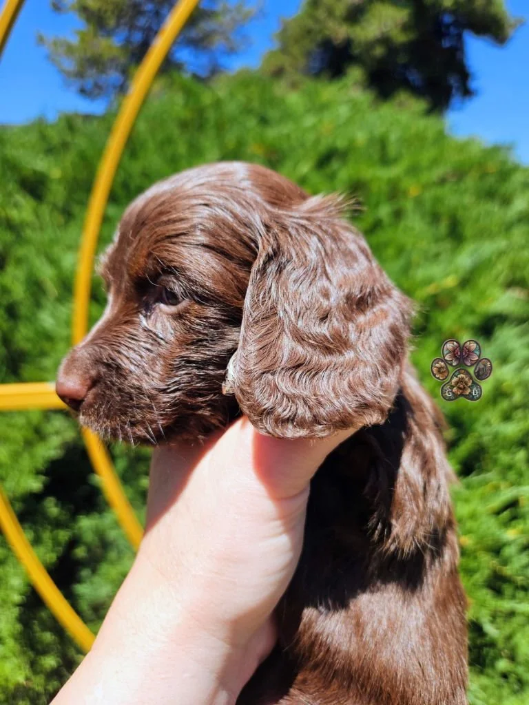 long haired mini dachshund puppy for sale