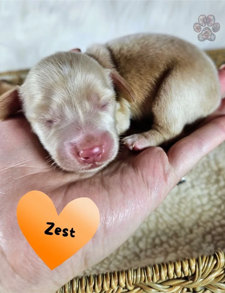 mini dachshund puppy for sale