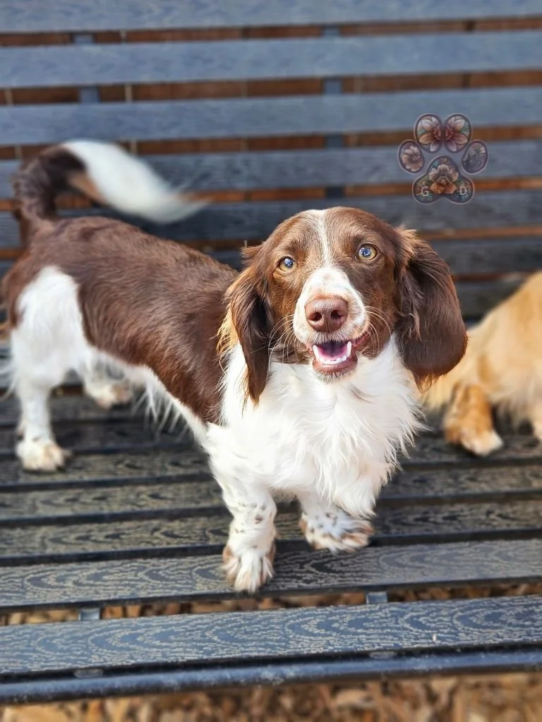 long-haired mini dachshund puppies for sale