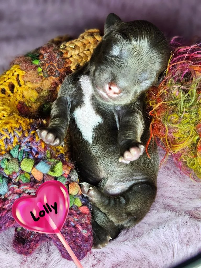 long-haired miniature dachshund puppy in Oregon