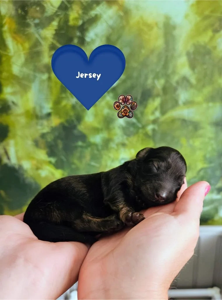 AKC long-haired mini dachshund puppy for sale in Oregon