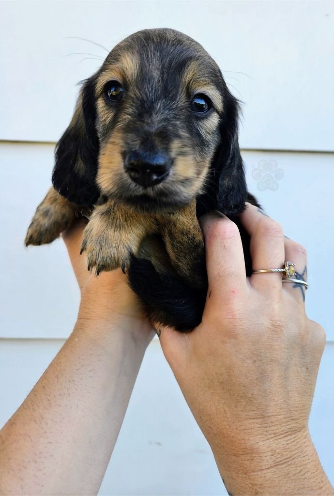 AKC long-haired mini dachshund puppy for sale in Oregon