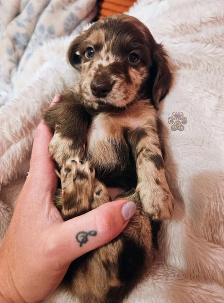 chocolate dapple mini dachshund puppy