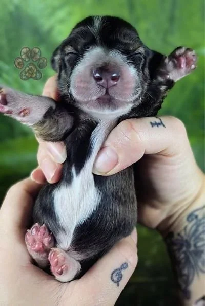 cream brindle long haired dachshund puppy