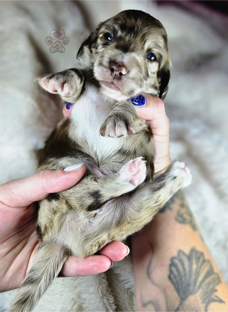 mini dapple dachshund puppy for sale