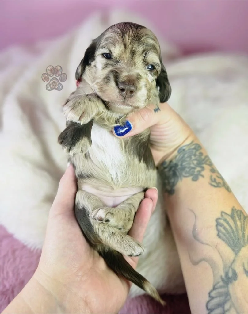 mini dapple dachshund puppy for sale