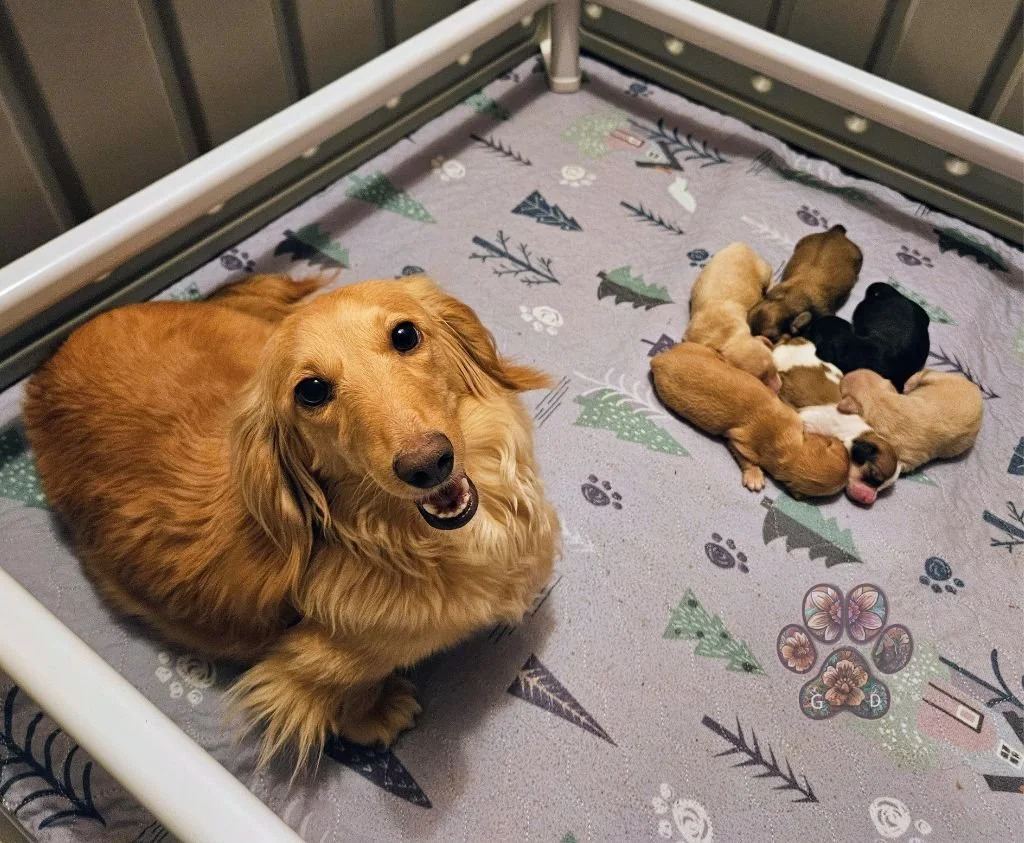 mini dachshund puppies for sale in Grant Pass Oregon