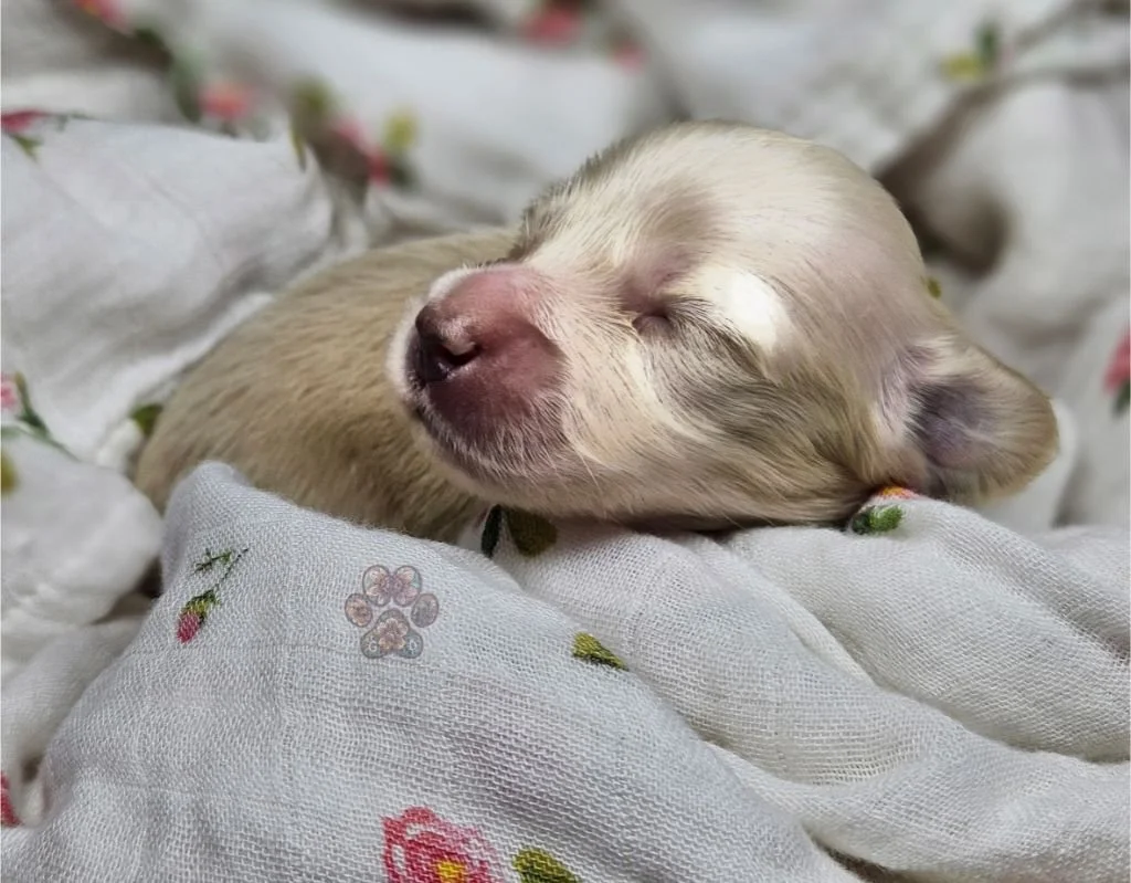 cream miniature dachshund puppy
