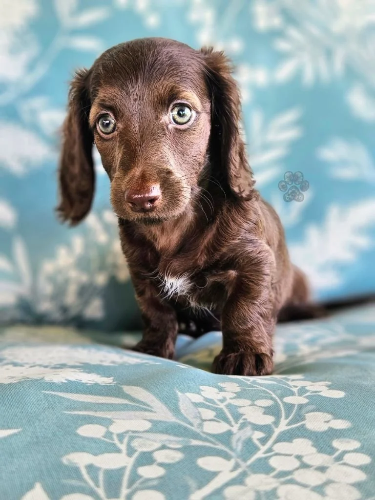 mini dachshund puppy for sale in Oregon