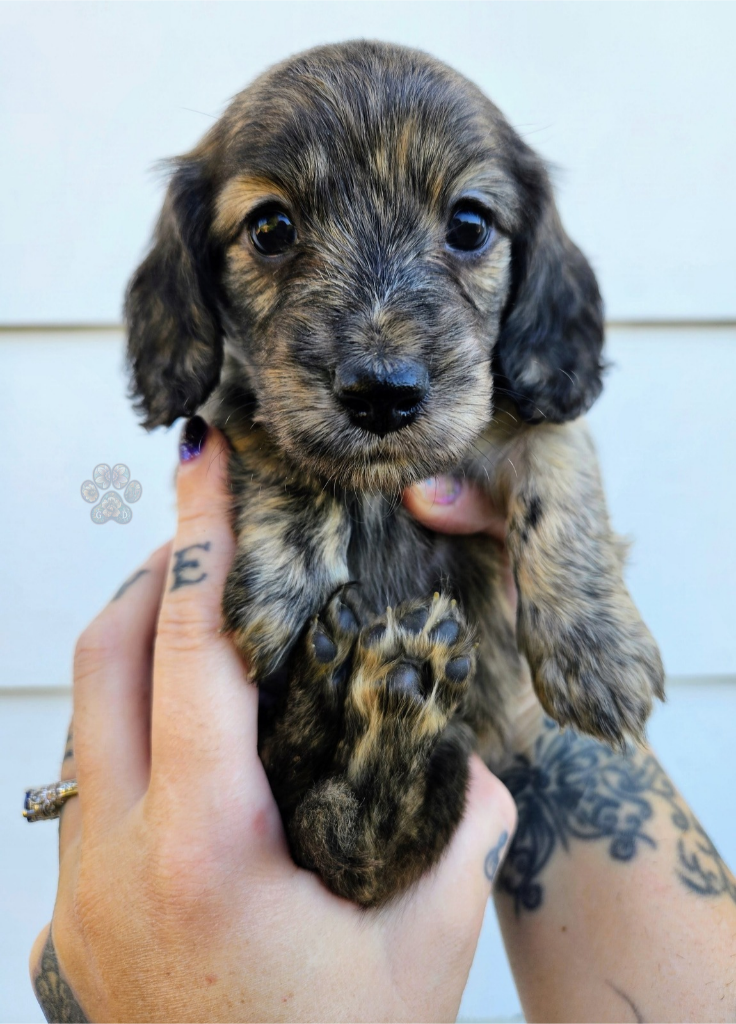 AKC long-haired mini dachshund puppy for sale in Oregon