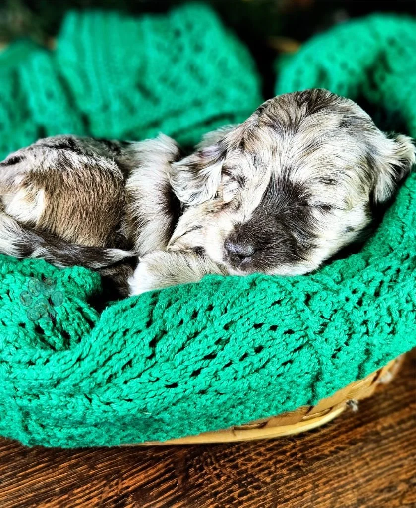 dapple mini dachshund puppy
