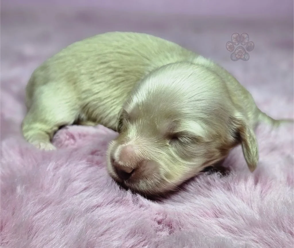 cream mini dachshund puppy for sale