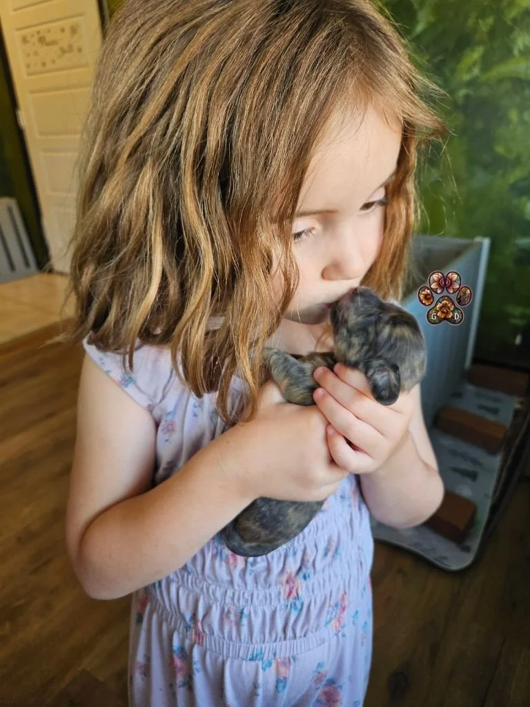AKC long-haired mini dachshund puppy for sale in Oregon