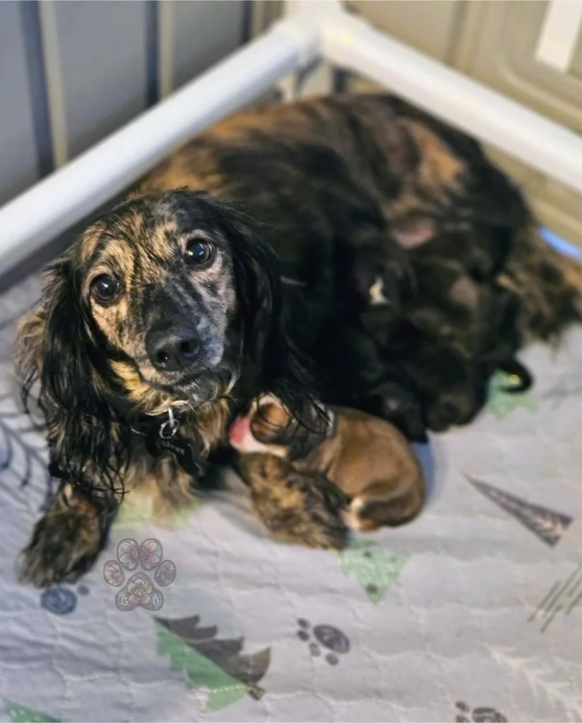 cream brindle long-haired dachshund puppies