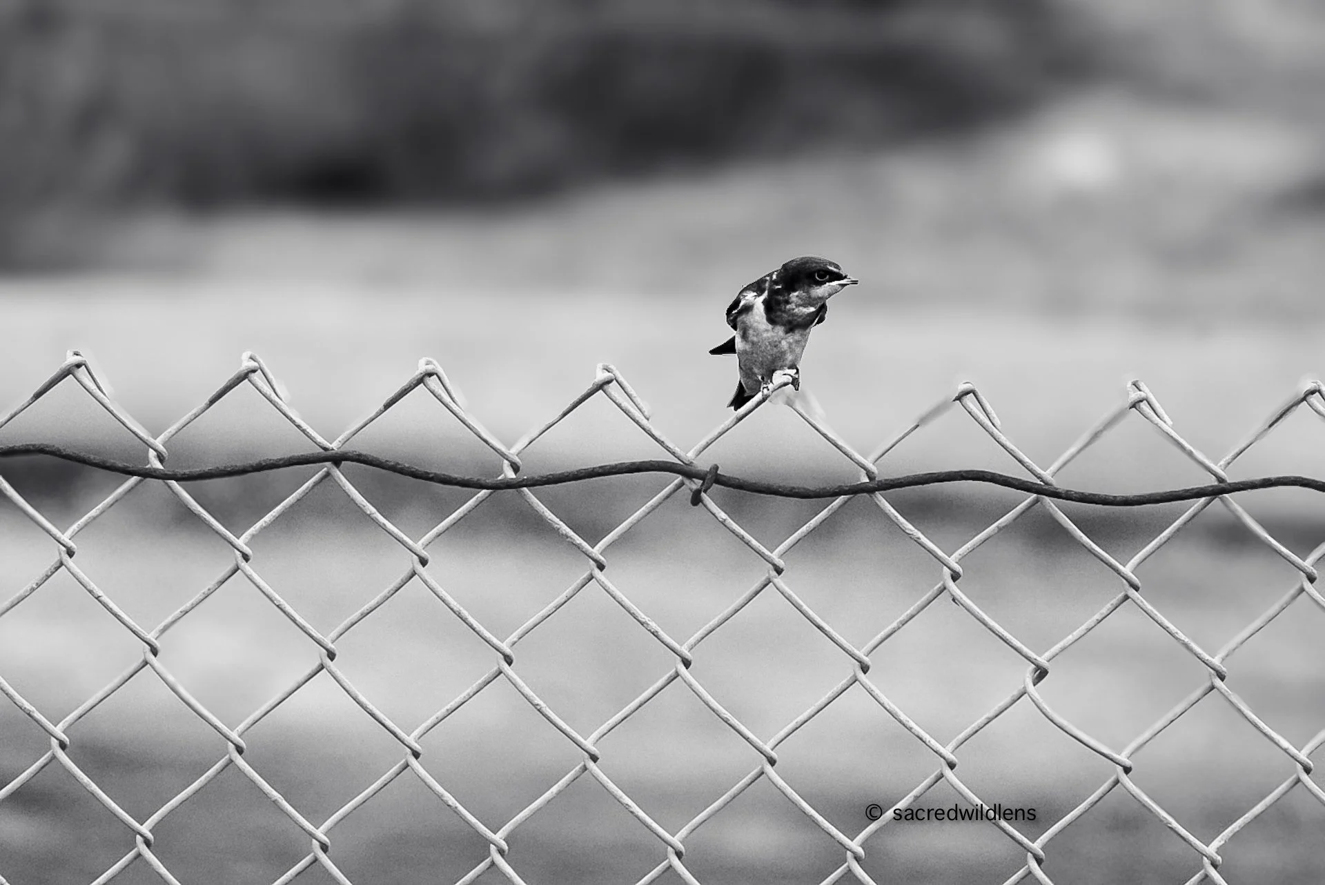 Barn Swallow - Hirundo rustica