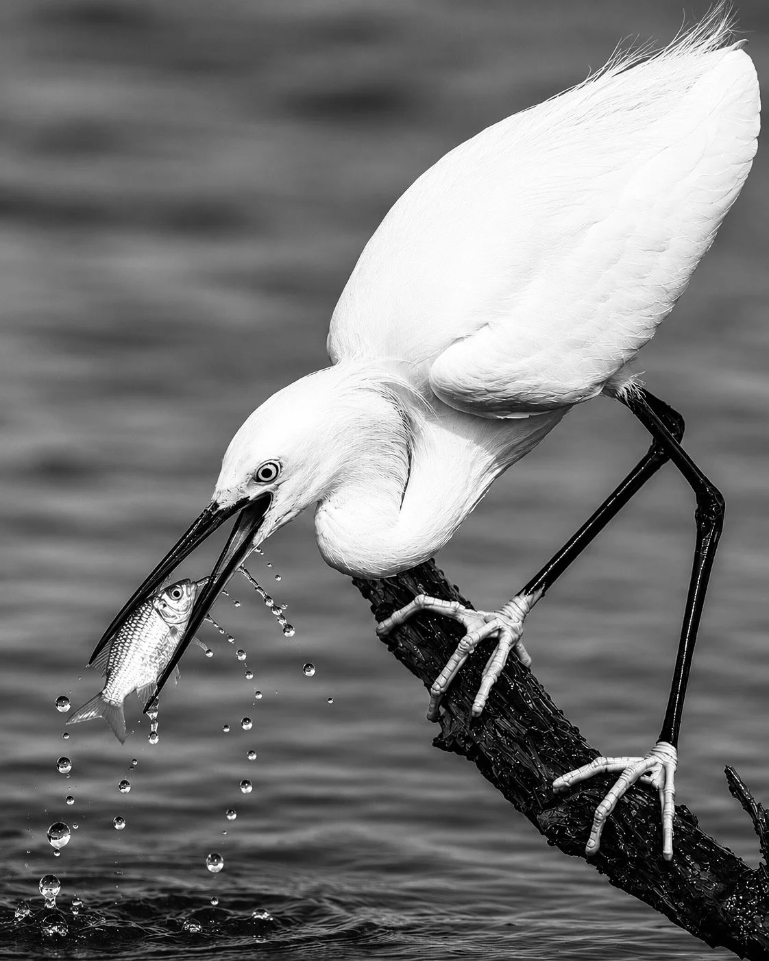 Snowy Egret Hunts Fish
