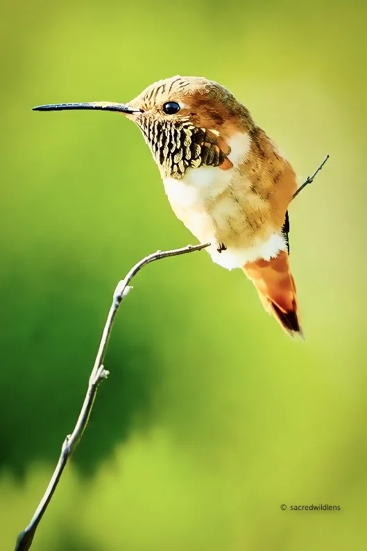 Hummingbird rests on branch