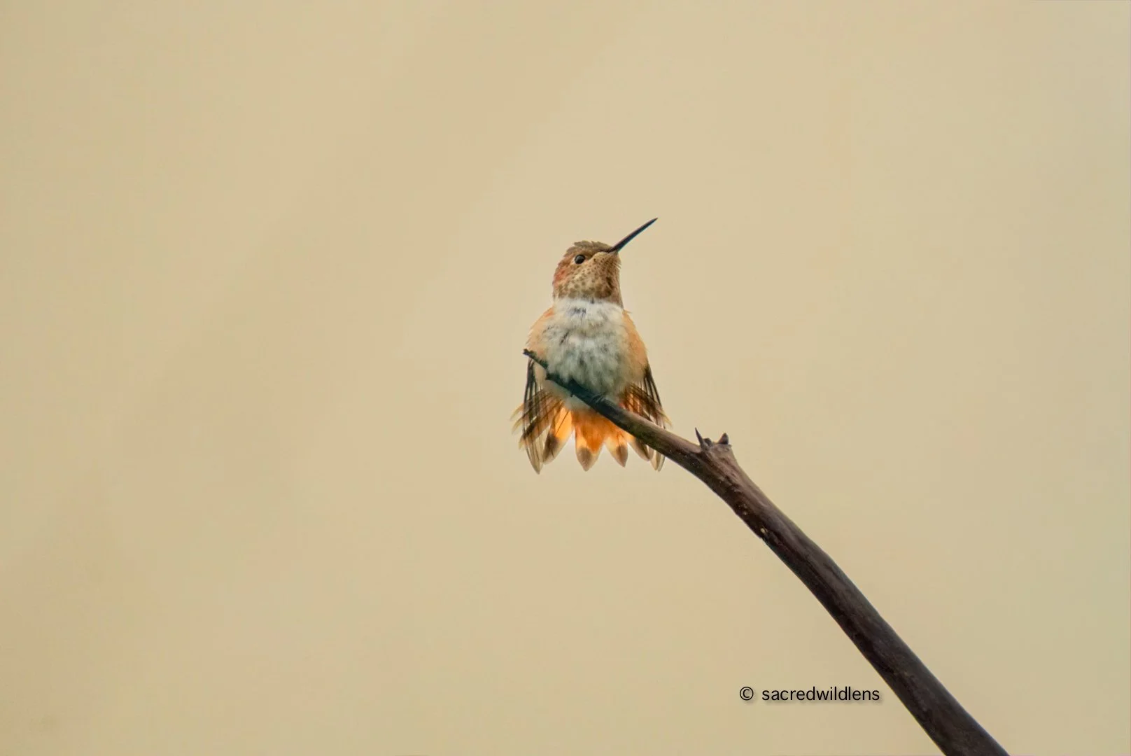 Rufous Hummingbird - Selasphorus rufus