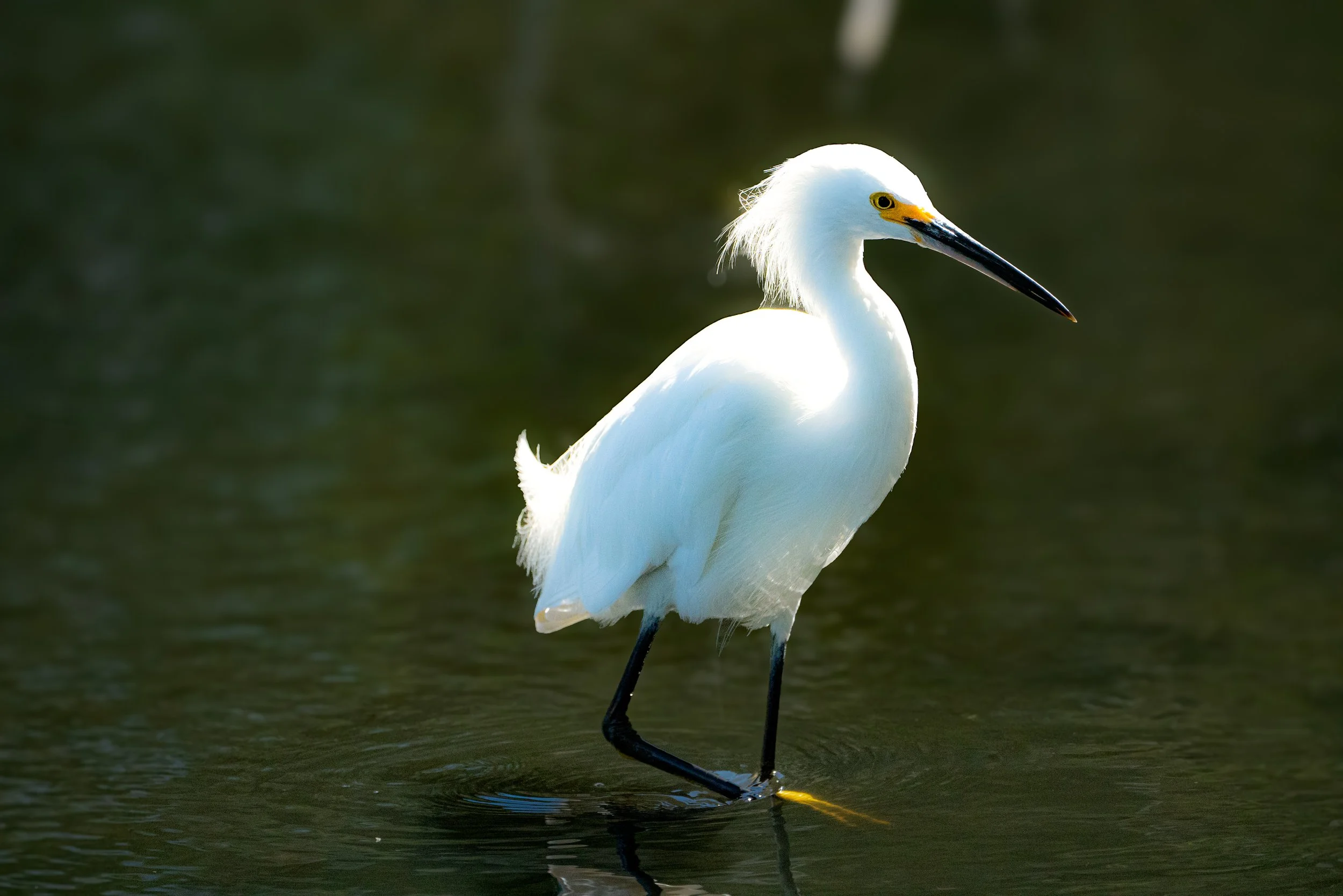 Snowy Egret - Egretta thula