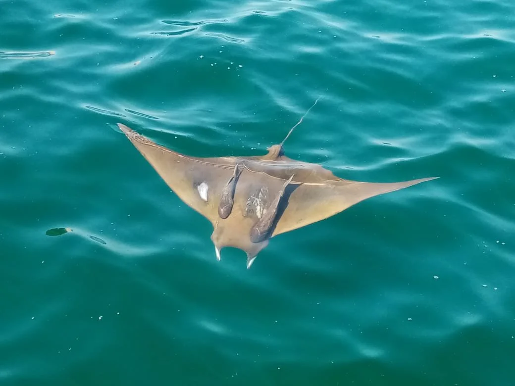 A stingray swimming in the ocean with a few fish attached to its underside.