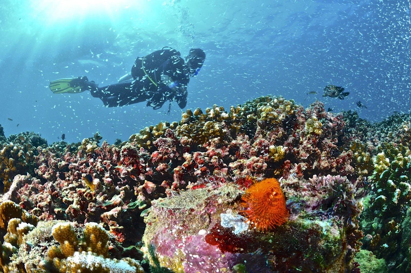A scuba diver exploring a vibrant coral reef with colorful corals, fish, and marine life.