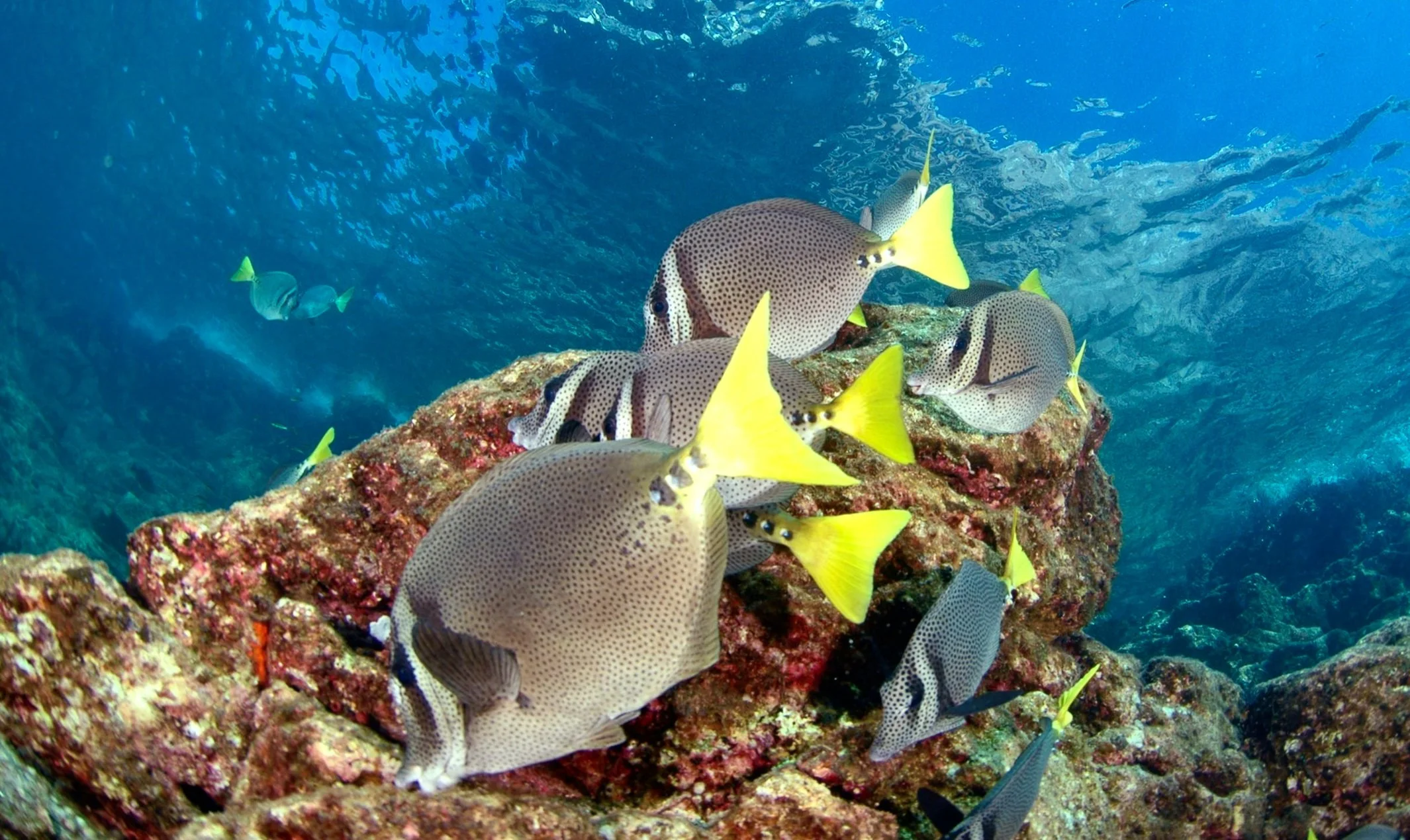 Underwater scene with a rocky coral reef and various fish, including yellow and spotted fish, swimming around.