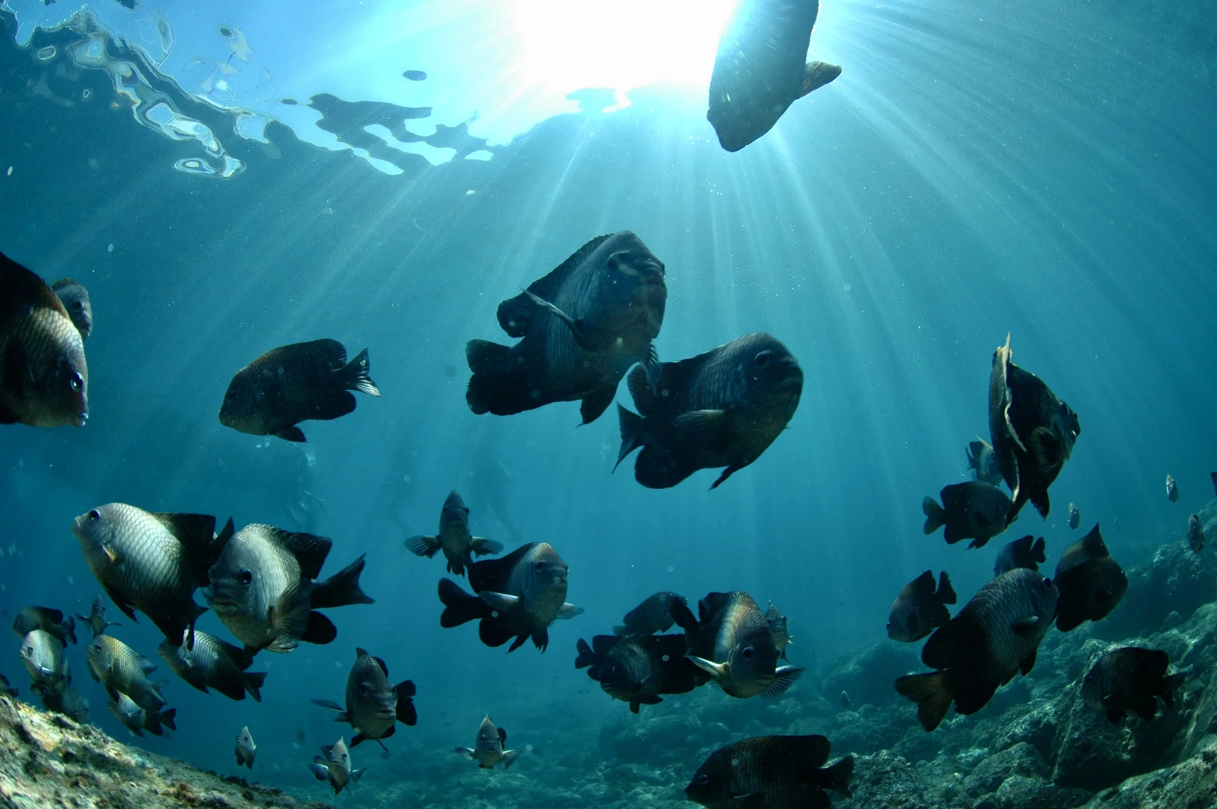 School of fish swimming underwater with sunlight streaming down from surface.