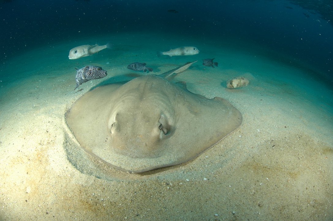 A group of small fish swimming above a sandy ocean floor near a large stingray resting on the sand.
