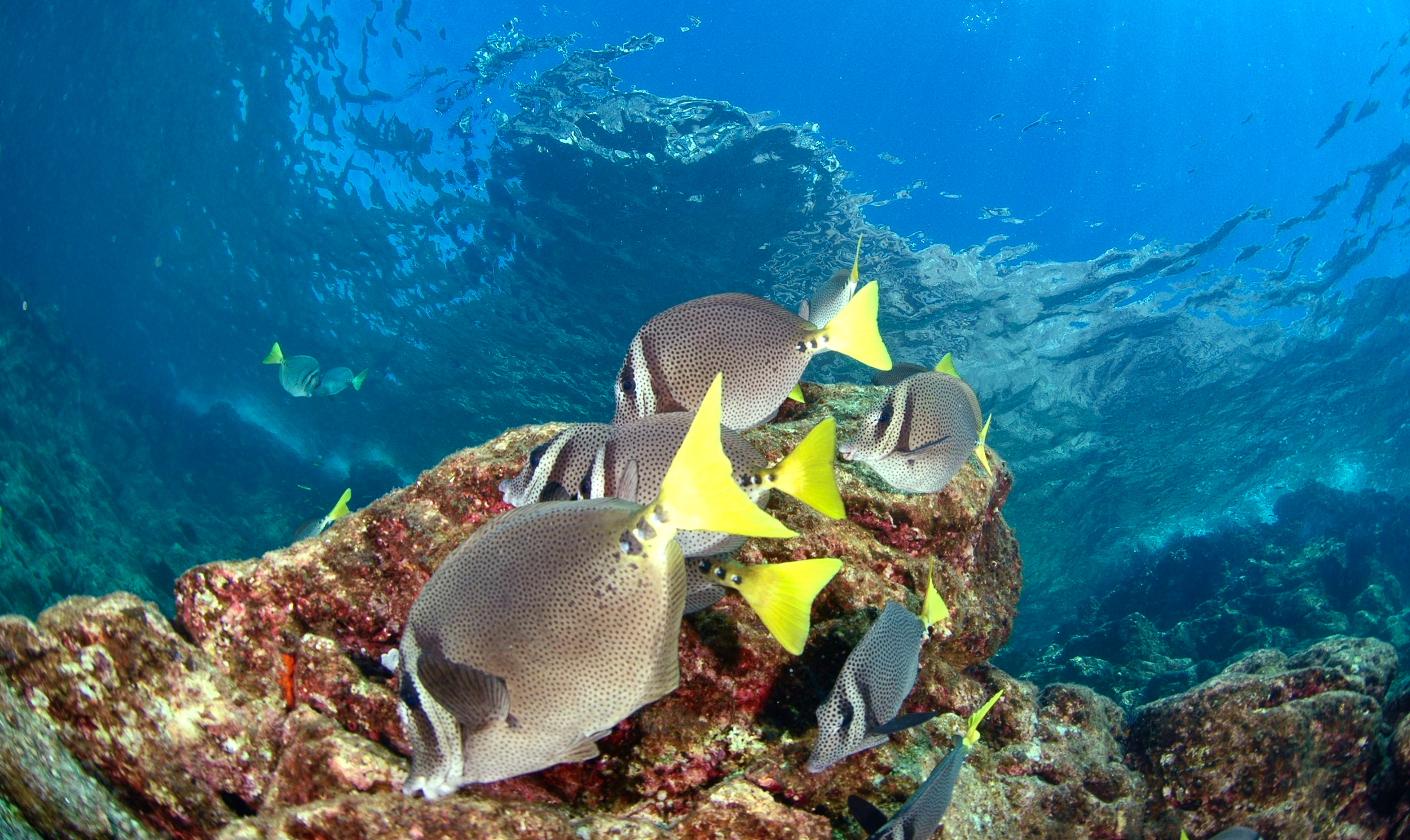 Underwater scene with multiple yellow and grey fish swimming around a coral reef.