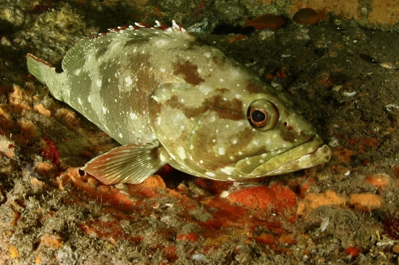 A camouflaged fish resting on the ocean floor with a mottled brown and green pattern.