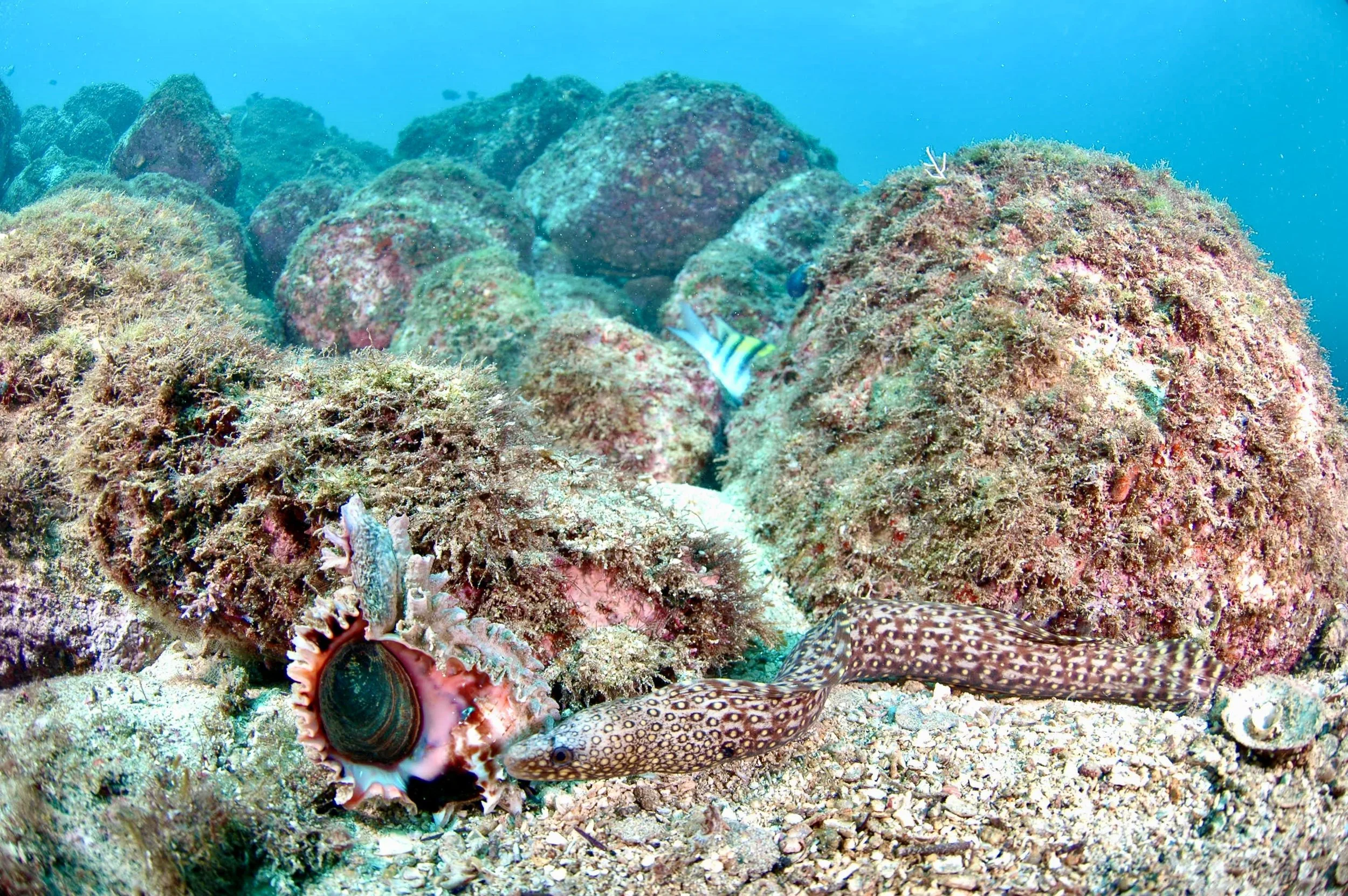 Underwater reef scene with various corals, a spotted fish, and a sea snail with a spiral shell, colorful marine life, and rocks.