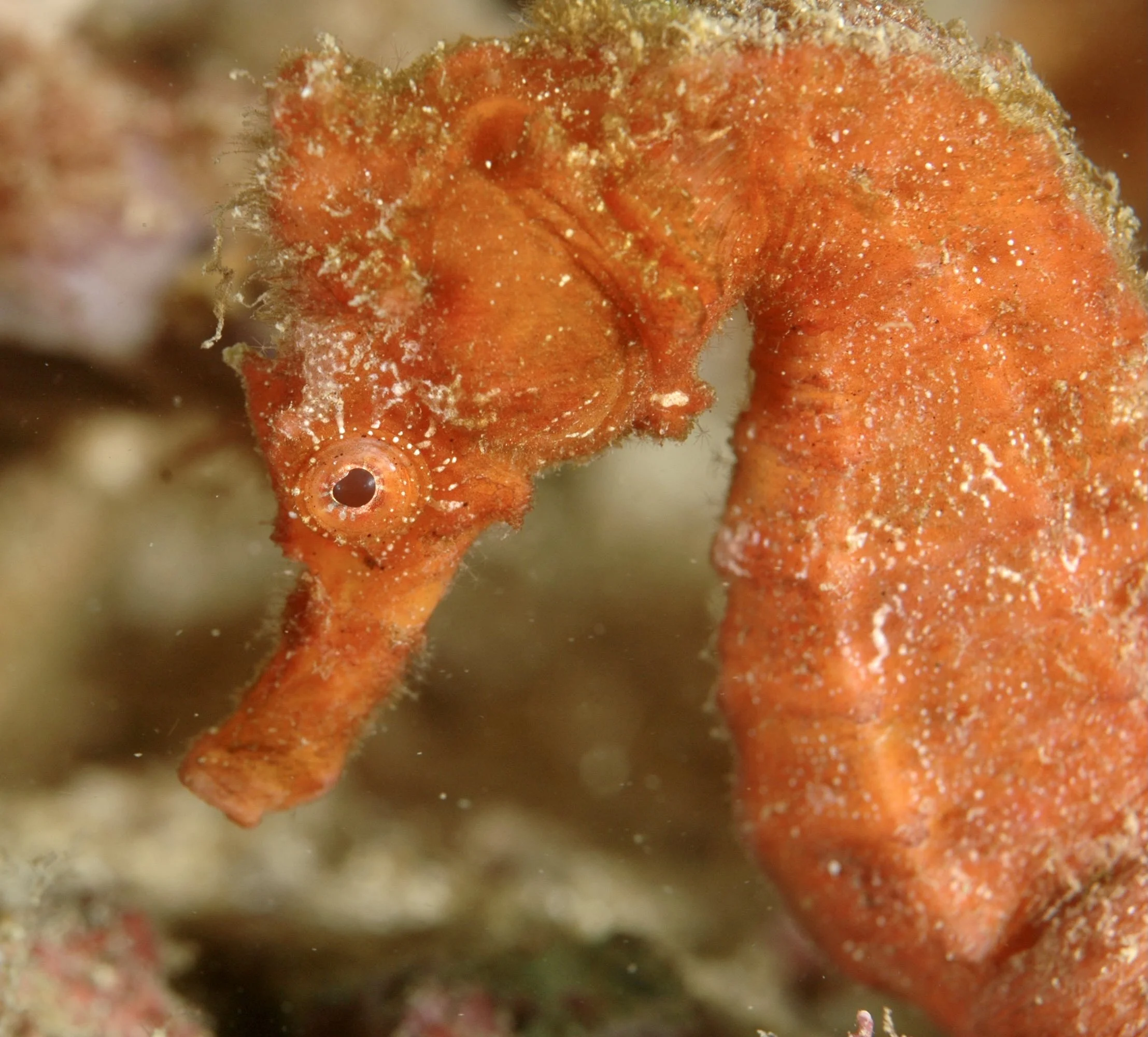 A close-up of an orange seahorse underwater.