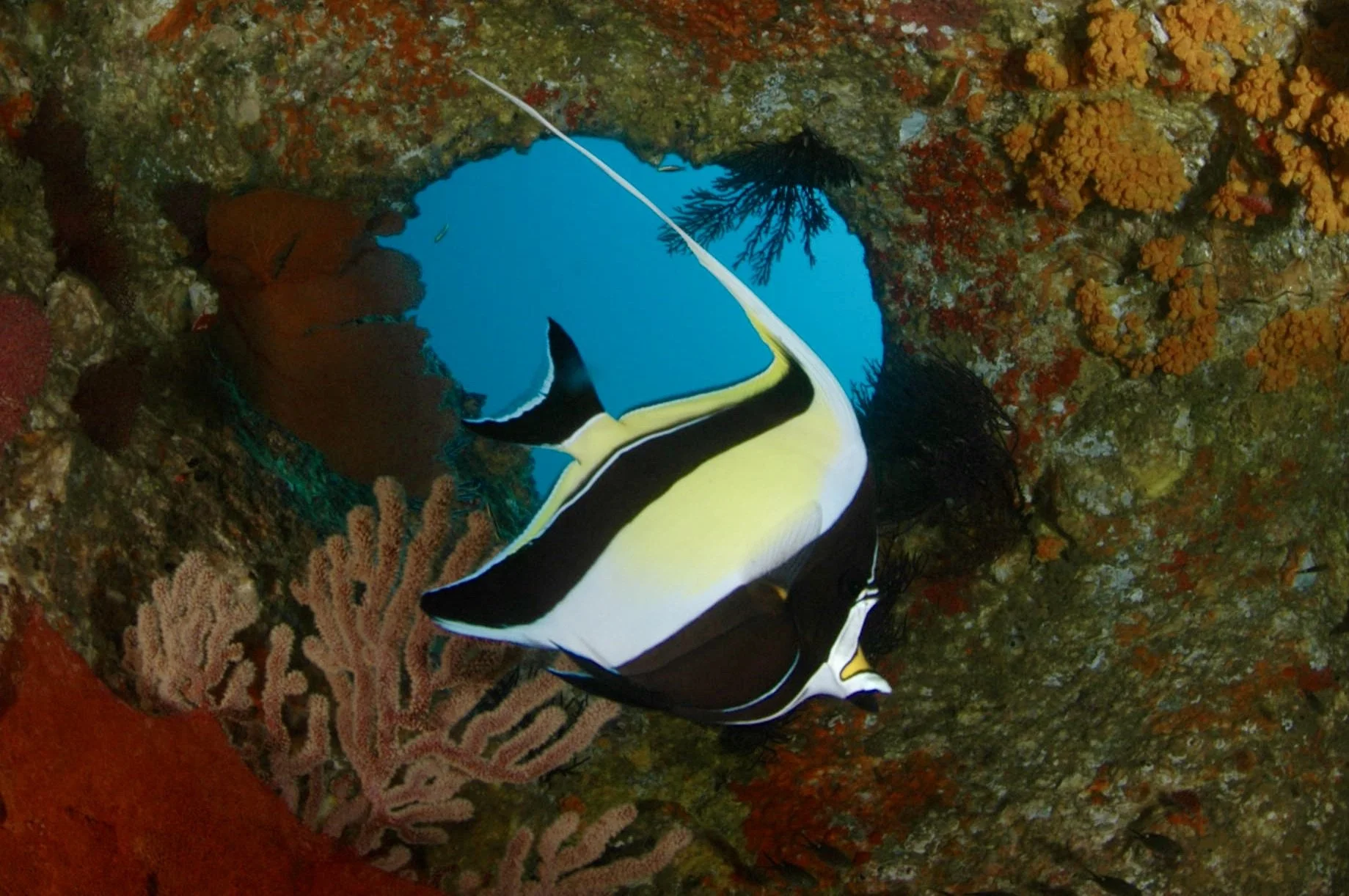 A colorful Moorish idol fish swimming near coral in an underwater scene.