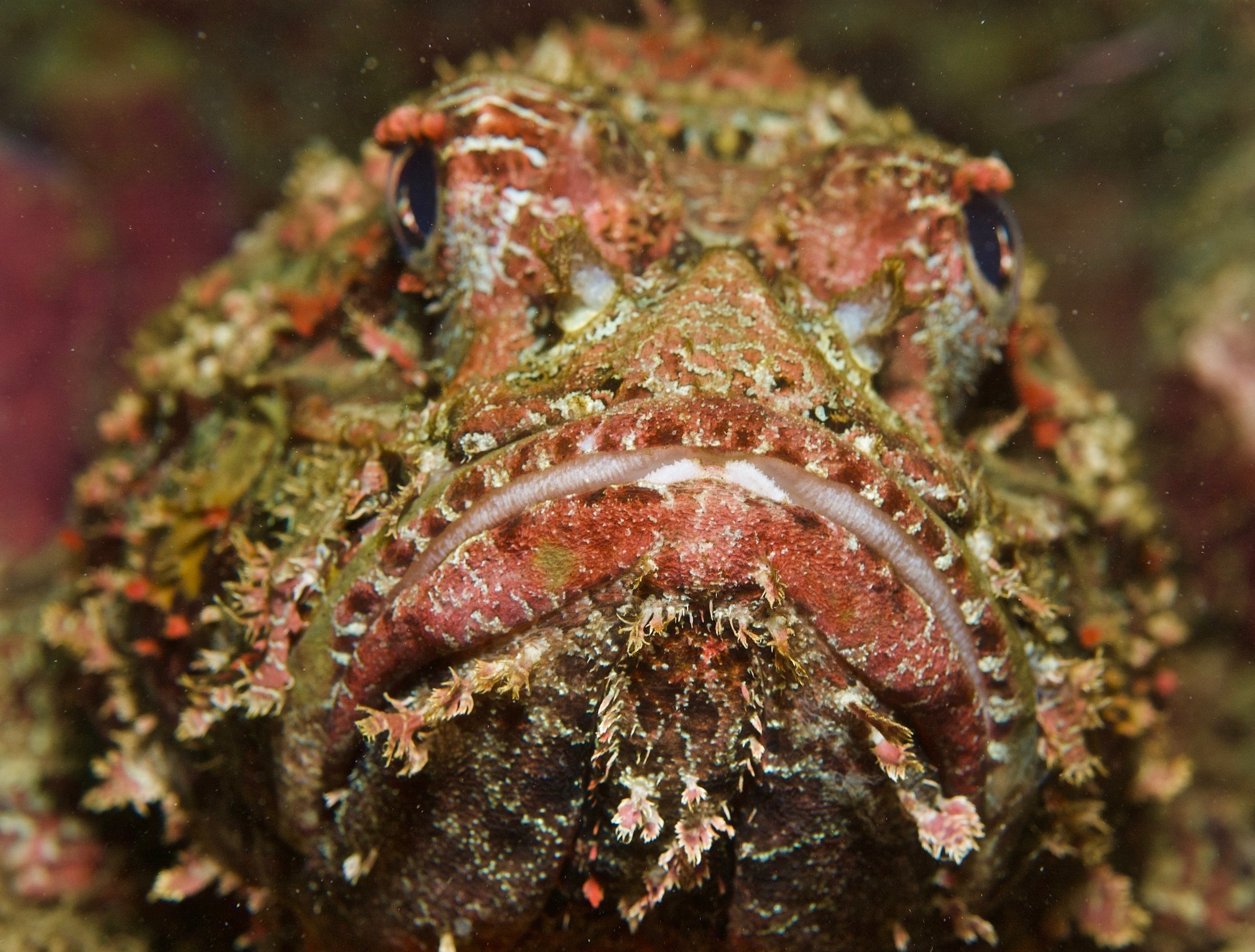 Close-up image of a camouflaged marine fish with mottled pink, brown, and white coloration blending in with its surroundings.