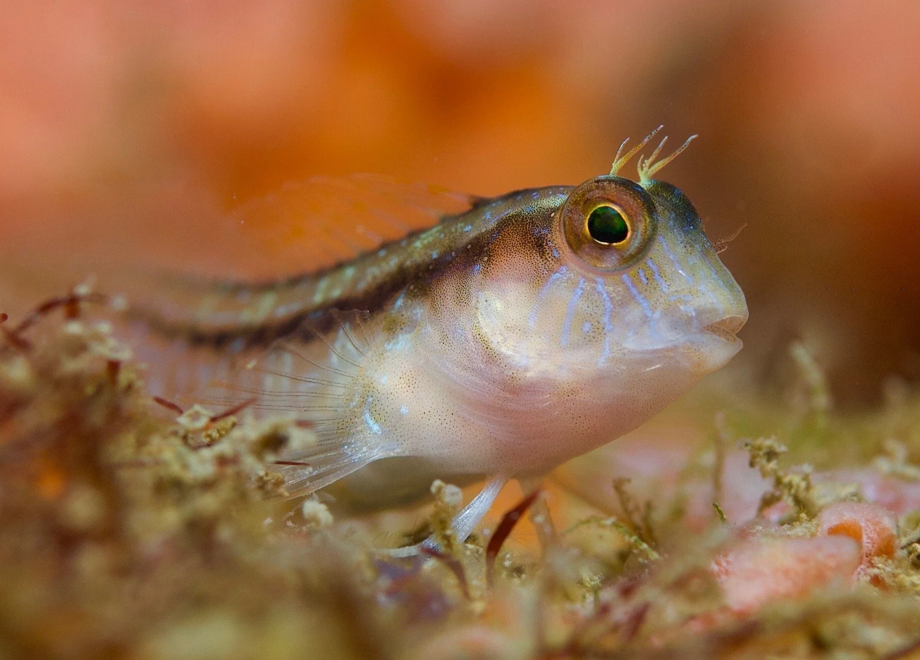 Close-up of a small fish with a translucent body, large eye, and decorative fins, resting on coral or seaweed.