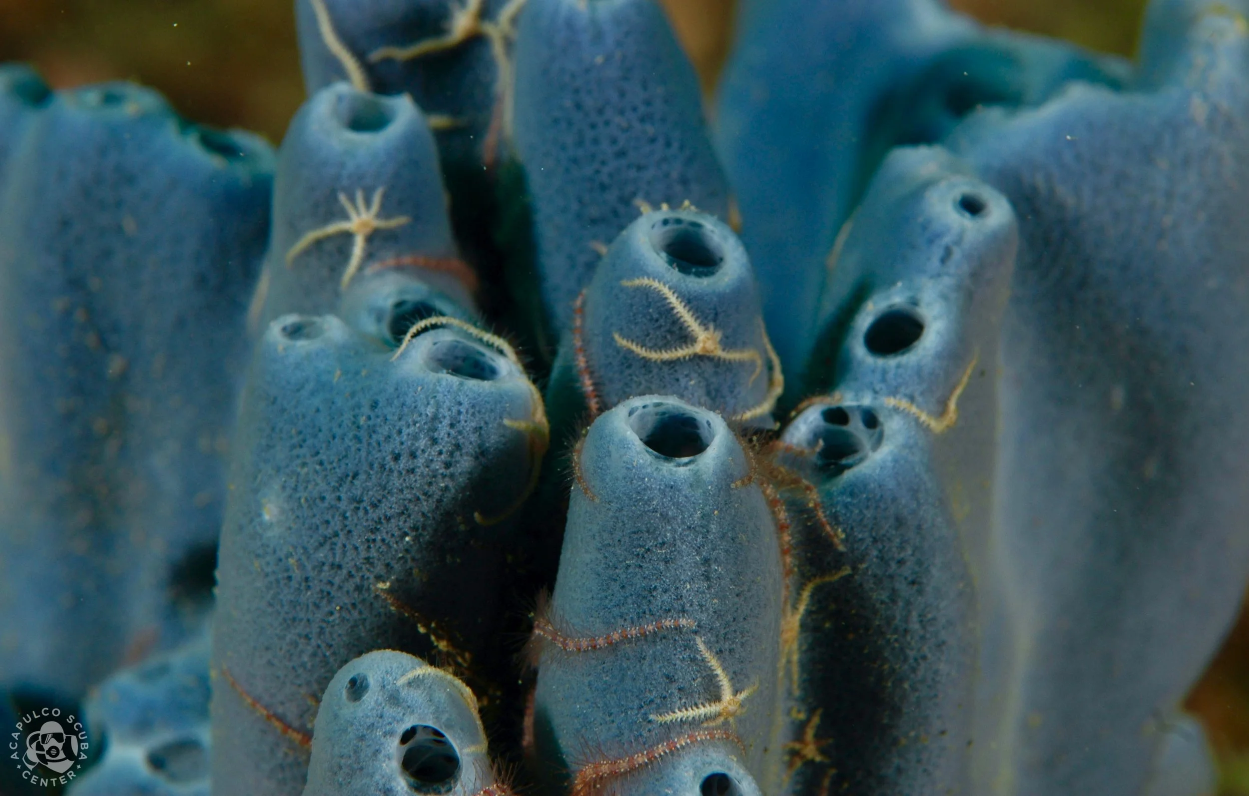 Close-up of bright blue sea squirts grouped together with small openings at the top, surrounded by yellowish hair-like structures.