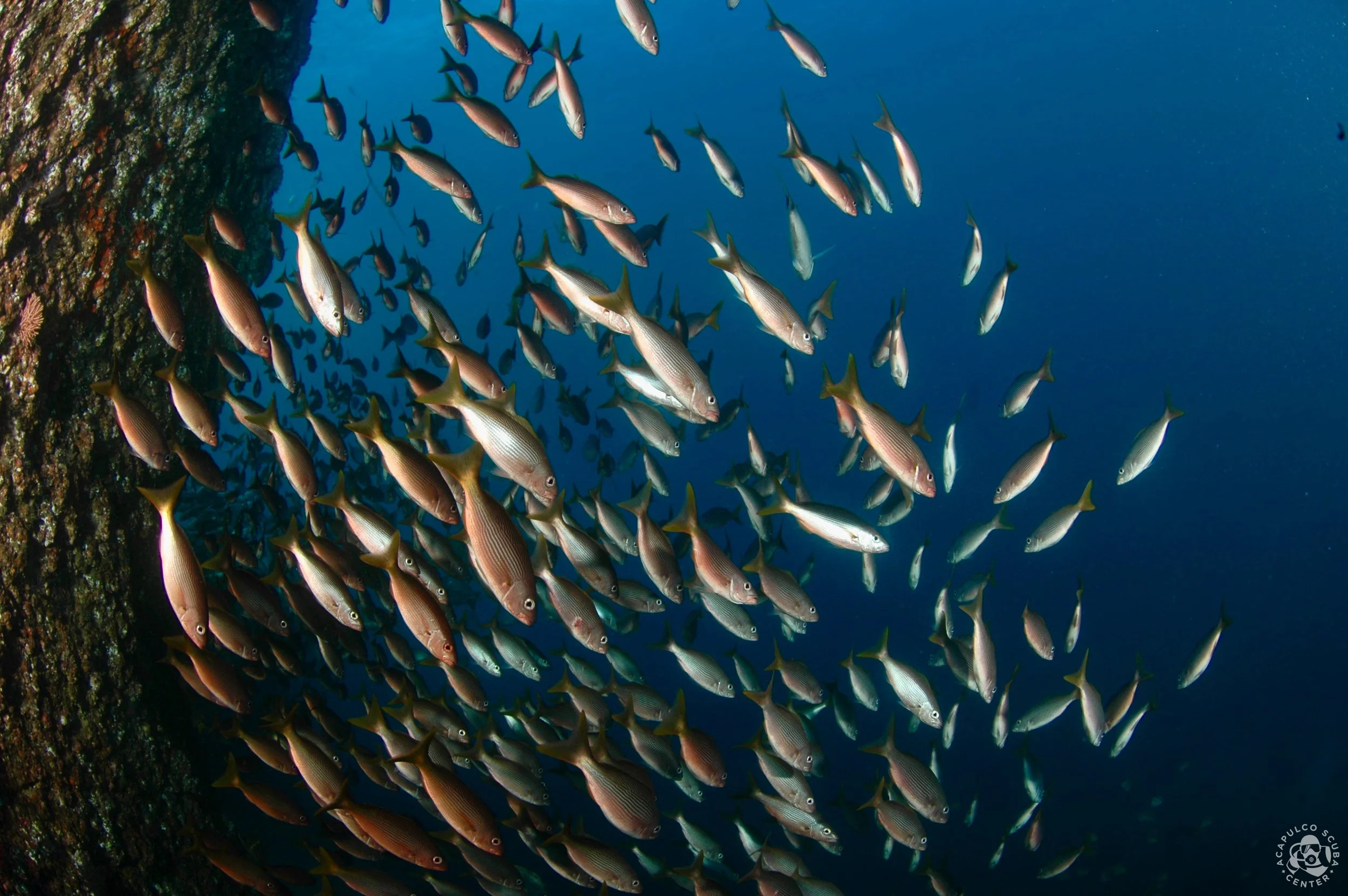 A school of fish swimming near a rocky underwater surface against a deep blue ocean background.