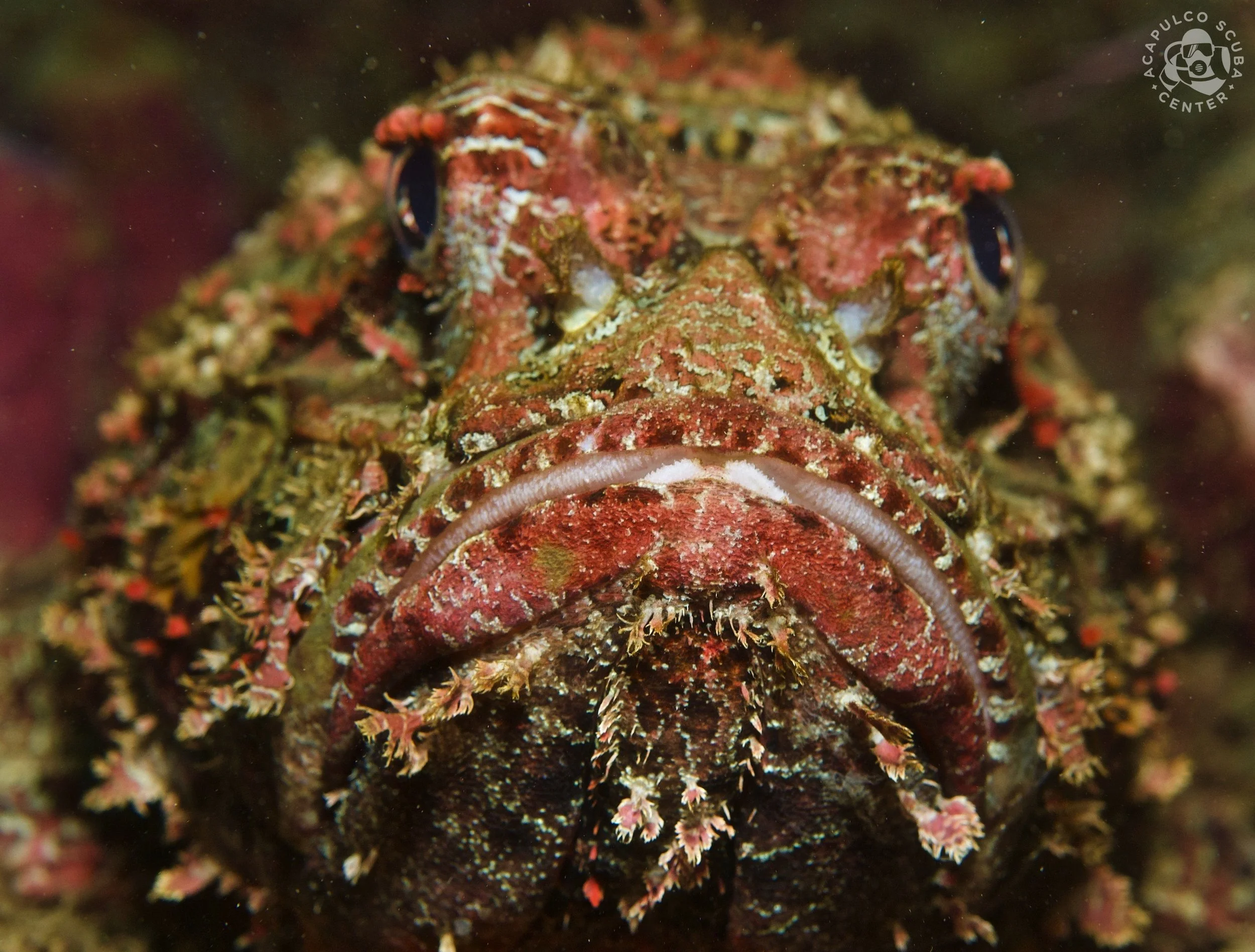 Close-up of a camouflaged marine fish with textured skin, small appendages, and large eyes, blending into the coral or rocky underwater environment.