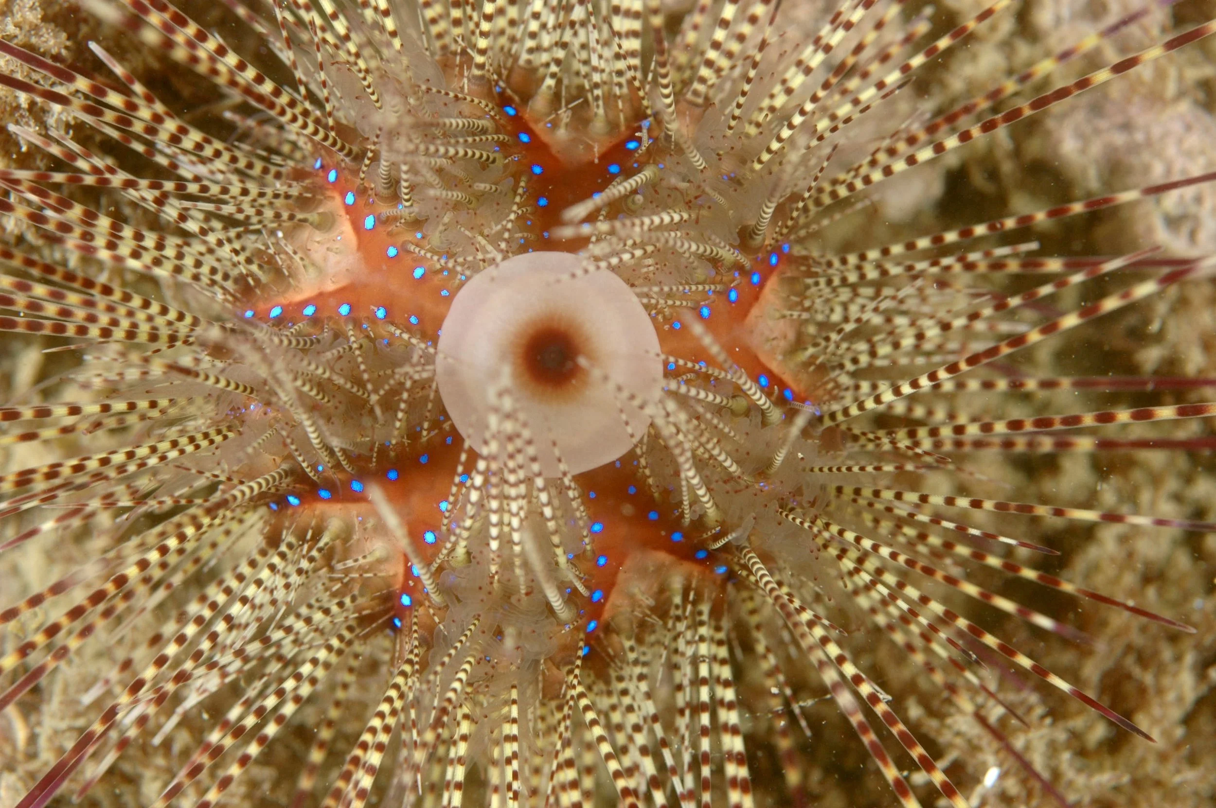 Close-up of a marine creature with a round central body and numerous long, thin, striped appendages; blue spots are visible on the appendages.