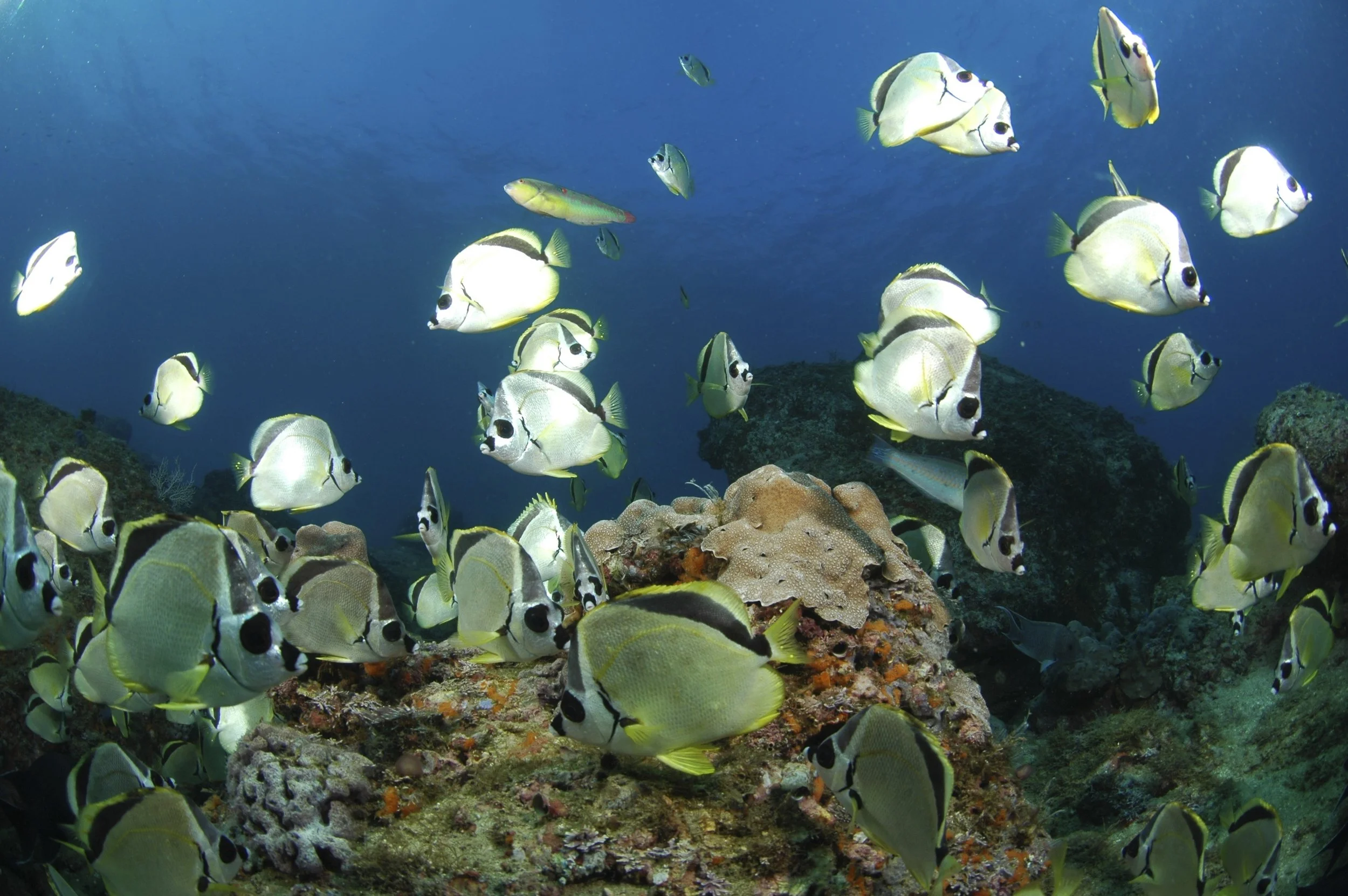 Underwater scene with a school of yellow and black fish swimming over coral and rocks in the ocean.