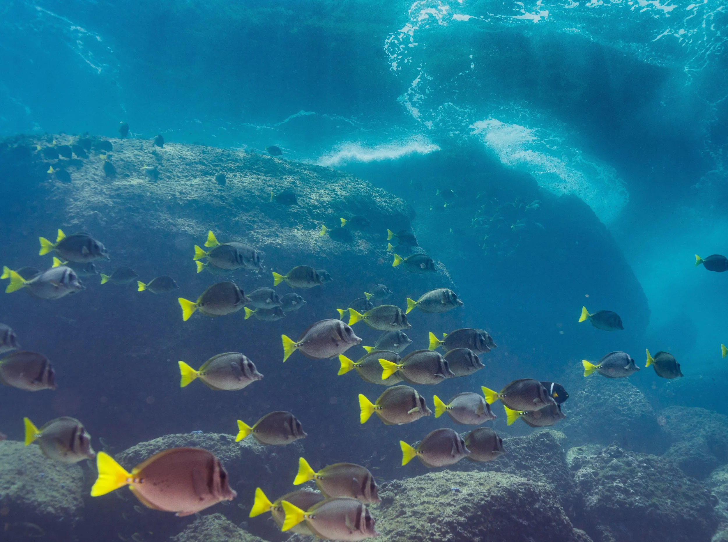 Underwater scene with schools of fish swimming near rocks and a large coral formation.