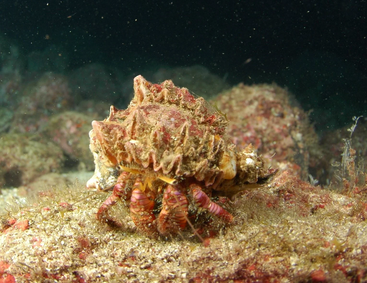 A hermit crab camouflaged with a shell on the ocean floor, surrounded by rocks and sand.