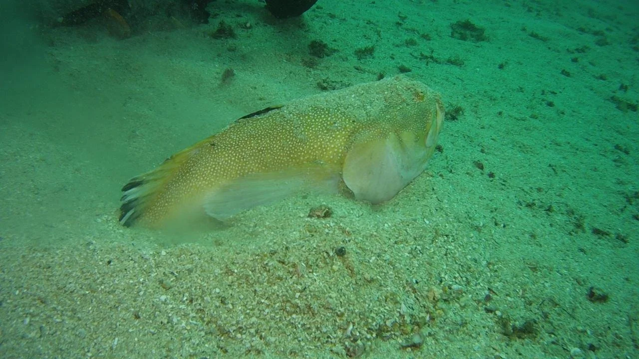 A flatfish lying on sandy ocean floor with yellow, green, and white mottled coloration.