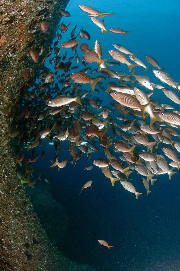 School of fish swimming underwater near a rocky surface.