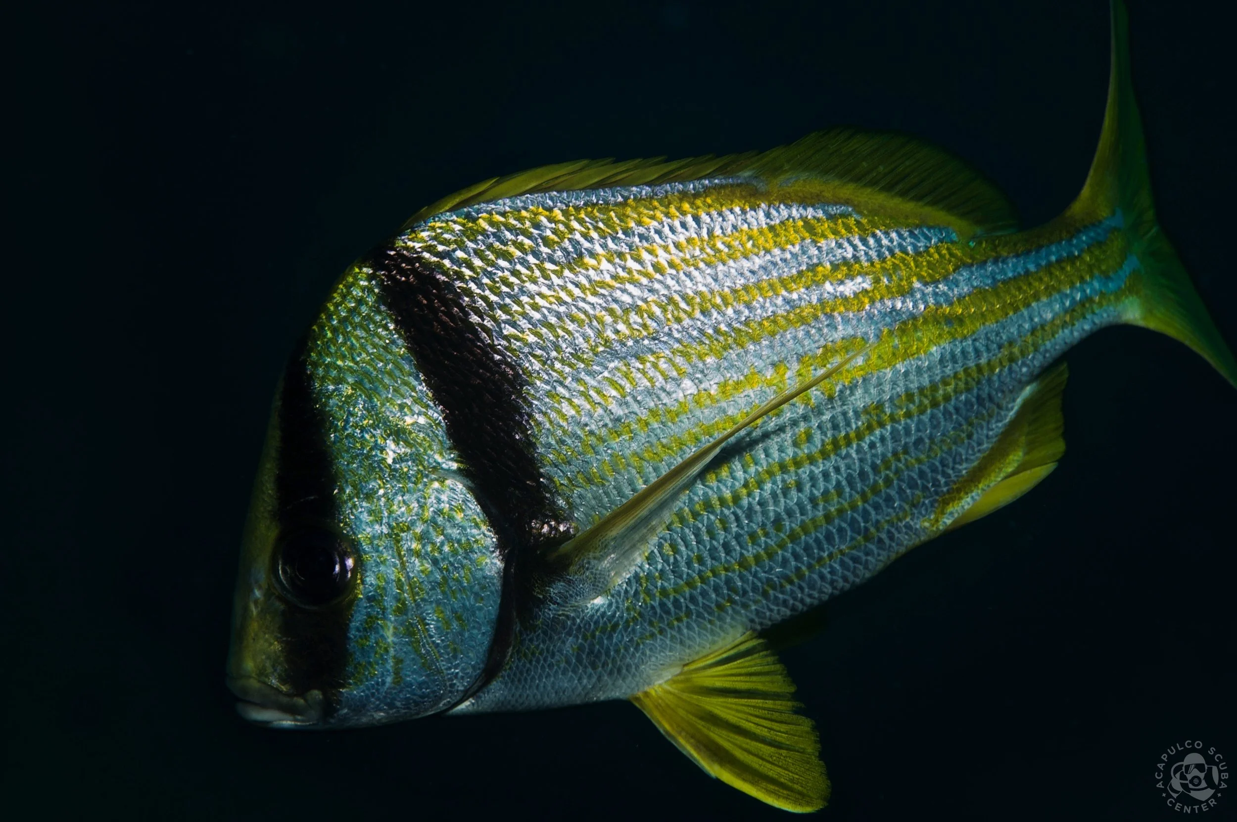 Close-up of a brightly colored fish with yellow, green, and blue stripes, swimming in dark water.
