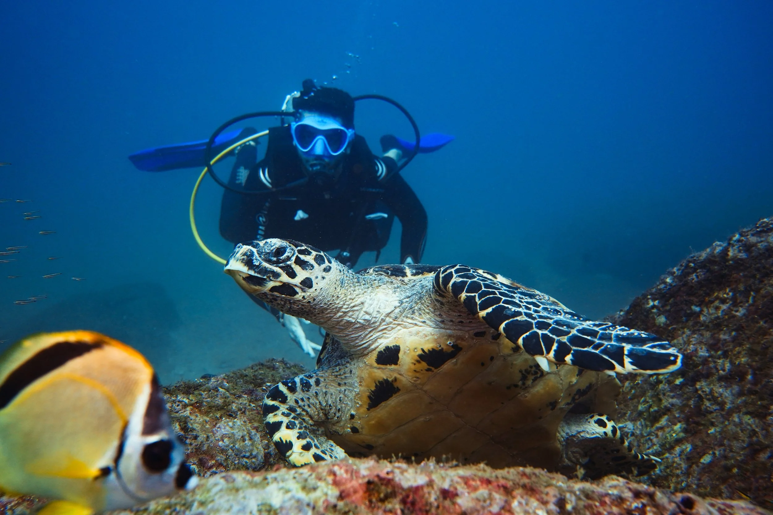 A scuba diver swimming underwater near a hawksbill turtle and a clownfish.
